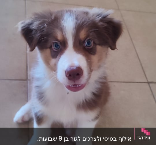 גור כלבים יושב על רצפה עם צעצוע חבל